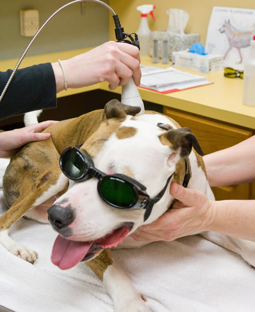 therapeutic-laser-cold-laser-windmill-animal-hospital